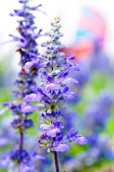 A close up picture of purple flowers are fragrant.