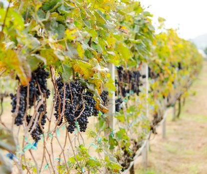 Purple grapes on a farm used for making wine.