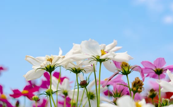 The Cosmos flower isolated on sky background.