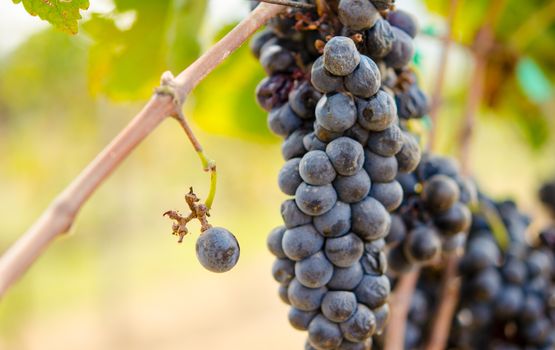 Purple grapes on a farm used for making wine.