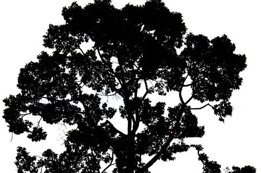 black tree silhouette isolated on white background