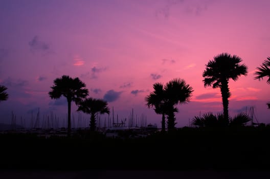 The Silhouette palm trees  in sky background.