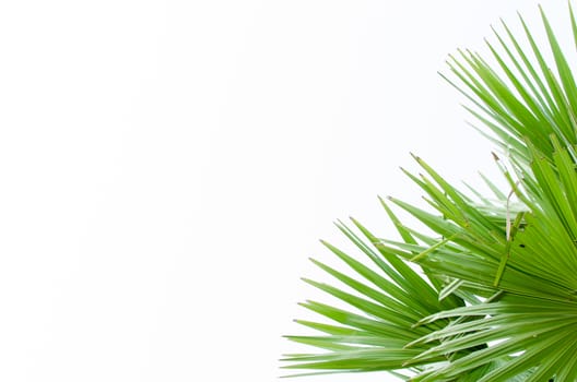 Green palm tree on the white background