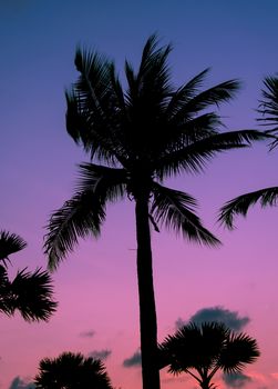 The Silhouette palm trees  in sky background.