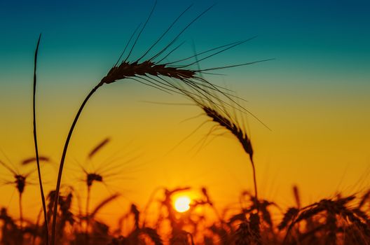 golden sunset and silhouettes of harvest