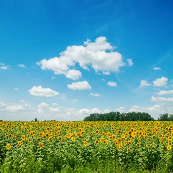 sunflowers field and clouds in blue sky