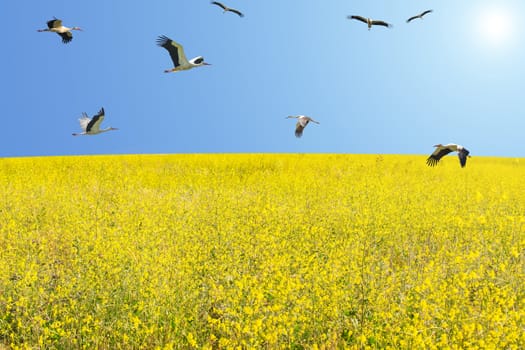 Flock of white storks migrating at spring over flowering meadow against clear blue sky