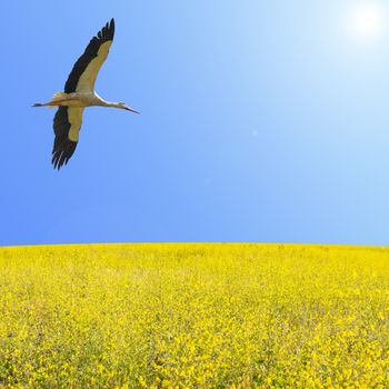 Alone stork fly in clear blue sky over spring flowering yellow field with free copy-space area for text