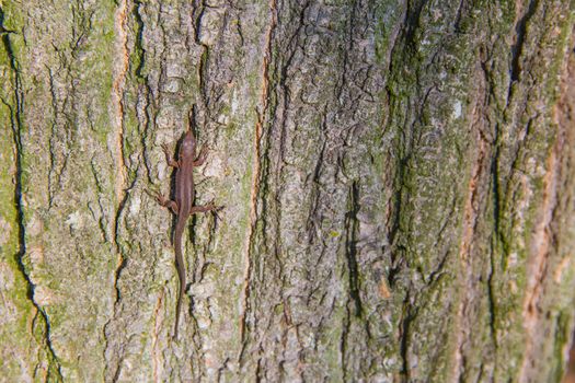 small lizard in the tree
