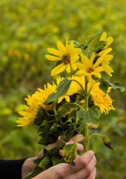 sunflower in the hands