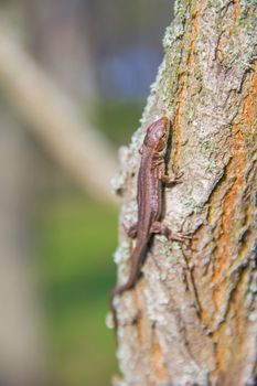 small lizard in the tree