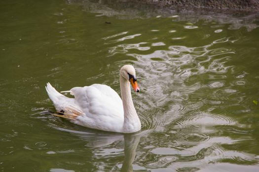 swan on the pond