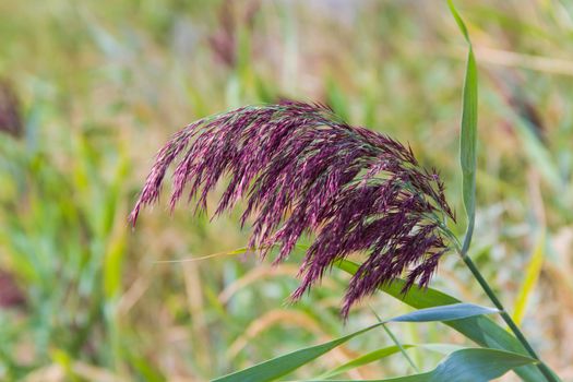 sedge in the green background
