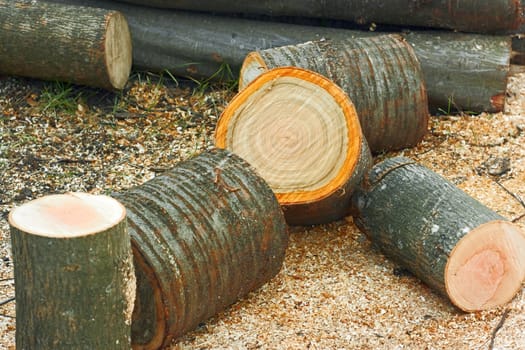 Heap cutting logs of firewood close up