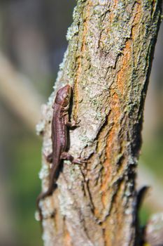 small lizard in the tree