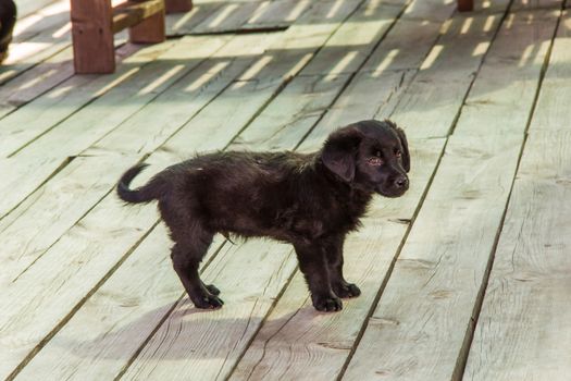 small black puppy an orphan