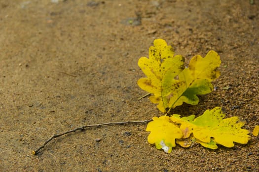 yellow oak leaf on the path in park
