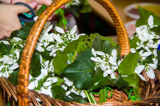 small snowdrop  in the basket