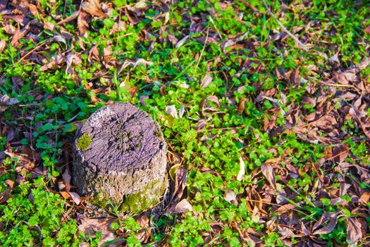 small stump in the wood