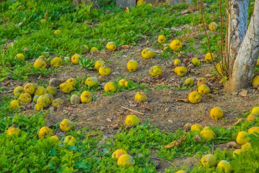 harvest quince on the  land