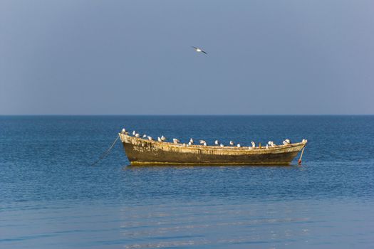 many  seagulls on the old boat
