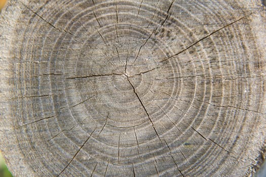 stump background in a gray