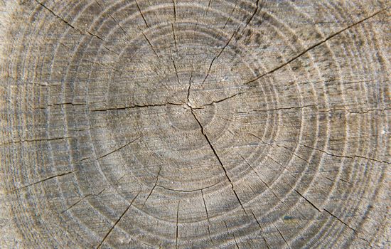 stump background in a gray
