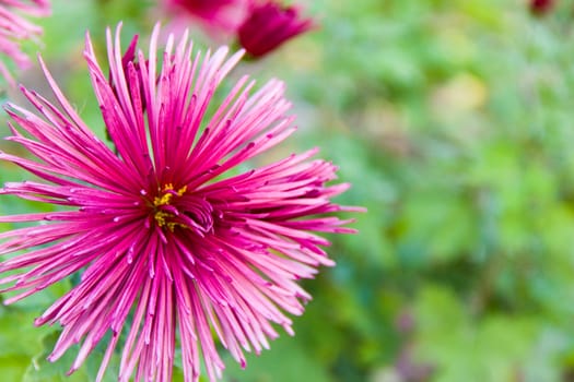 aster on the green background