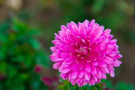 aster on the green background