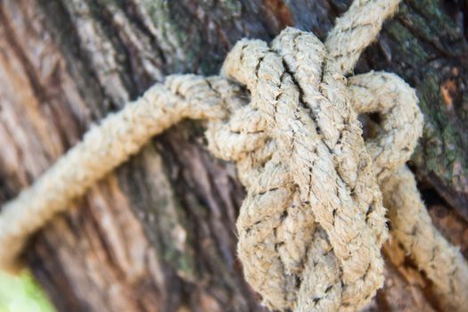 rope knot in wood background