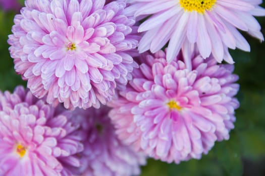 aster on the green background
