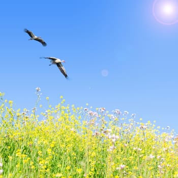 White storks couple fly together against clear blue sky over spring flowering herbs