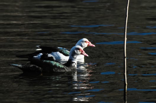 Muscovy Duck (Cairina moschata) on a Dark Black Water