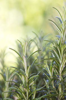 fresh rosemary in the garden (rosmarinus officinalis)