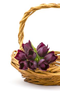purple tulips in a basket