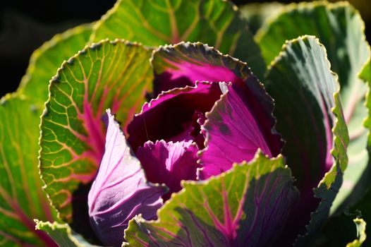 Beautiful veggie from Doi Tung,Chiangrai,Thailand