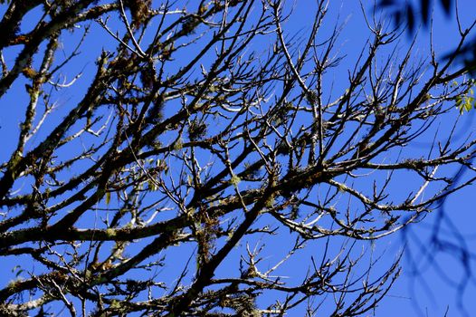 Branching of tree at the top of mountain,Doi Pha Hom Pok,Chiangmai,Thailand