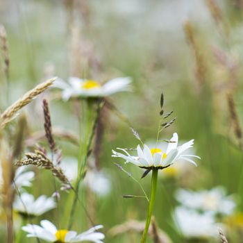 daisies in the meadow