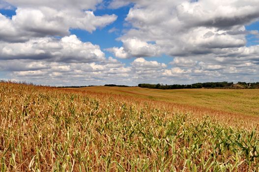 Corn field