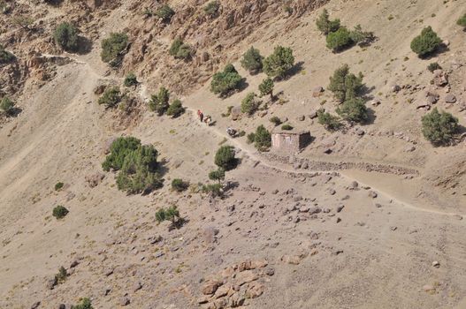 Hiking on a path in the high mountains with mules