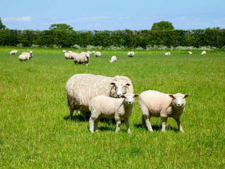 Sheep with lambs at a pasture in England