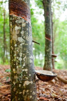 Latex being collected from a tapped rubber tree in Vietnam