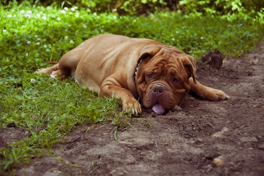 dog Bordovsky dog lying on the green grass