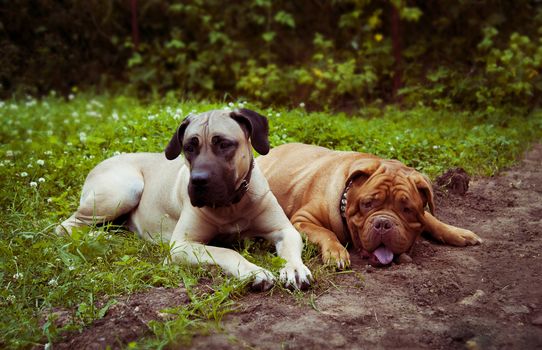 two dogs lie on the green grass in summer