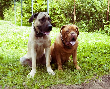 two dogs lie on the green grass in summer