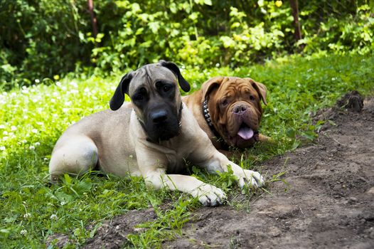 two dogs lie on the green grass in summer