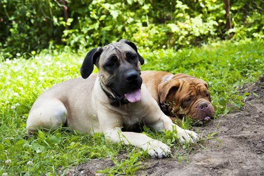two dogs lie on the green grass in summer