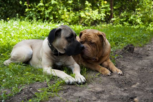 two dogs lie on the green grass in summer