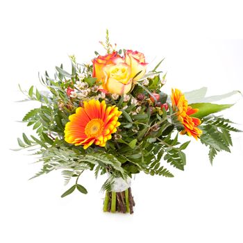 Beautiful vivid orange gerbera daisy in a bouquet with orange roses and foliage for celebrating a special occasion, close up view isolated on white with copyspace