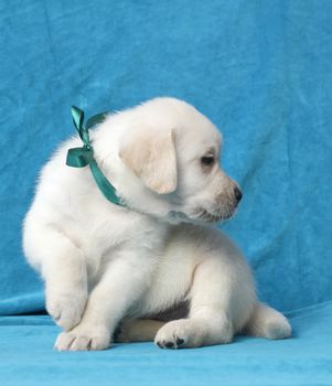 happy yellow labrador puppy sitting on blue background